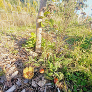 Tree Support and Pollinator Seed Mix